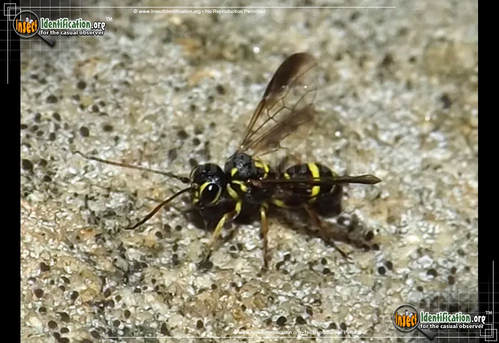 Hyperparasitic Wasp - photo 4