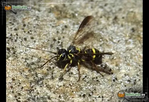 Hyperparasitic Wasp - photo 5