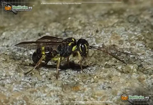 Hyperparasitic Wasp - photo 6