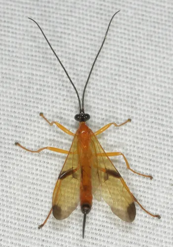 Ichneumon Wasp -A. wiltii