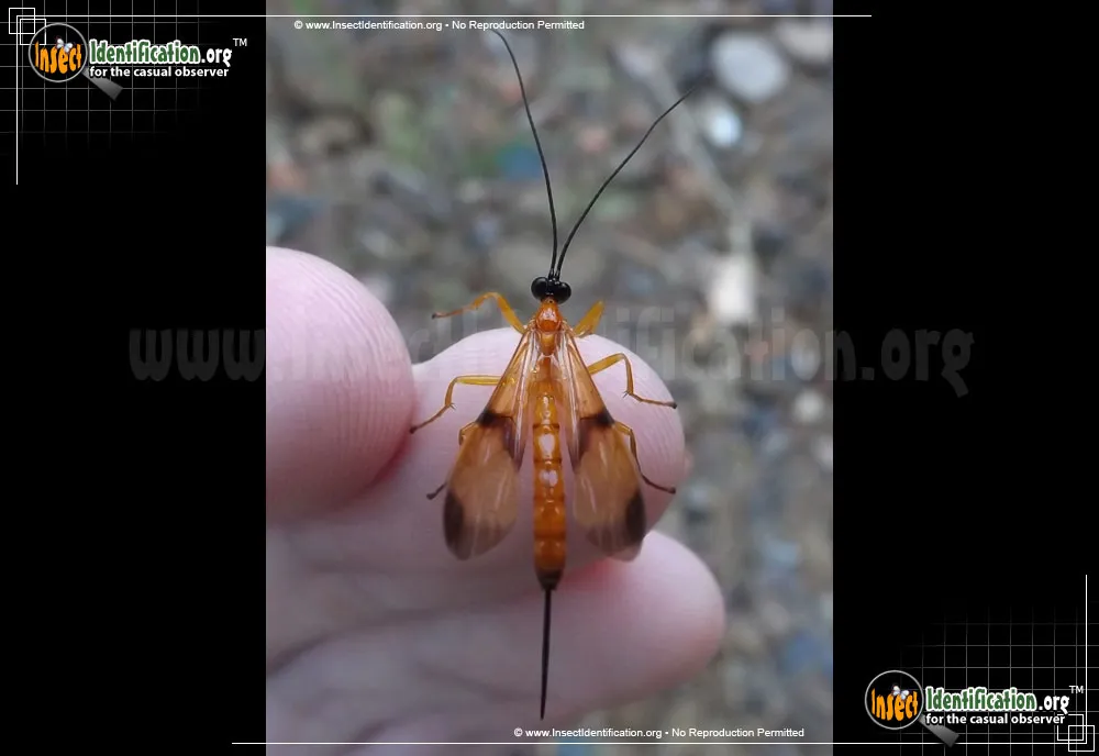 Ichneumon Wasp -A. wiltii - photo 2