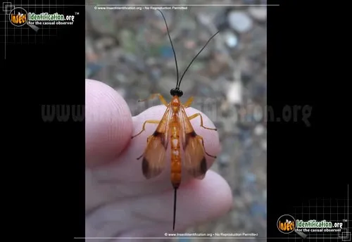 Ichneumon Wasp -A. wiltii - photo 3