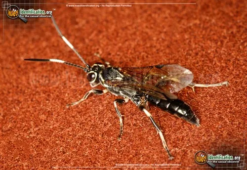 Ichneumon Wasp -Coelichneumon sp. - photo 2