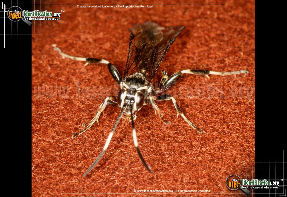 Ichneumon Wasp -Coelichneumon sp. - photo 3