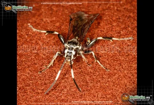 Ichneumon Wasp -Coelichneumon sp. - photo 4