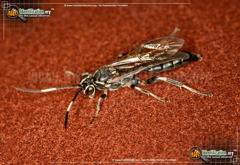 Ichneumon Wasp -Coelichneumon sp. - photo 5