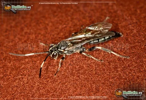 Ichneumon Wasp -Coelichneumon sp. - photo 6