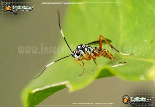 Ichneumon Wasp -D. bethunei - photo 2