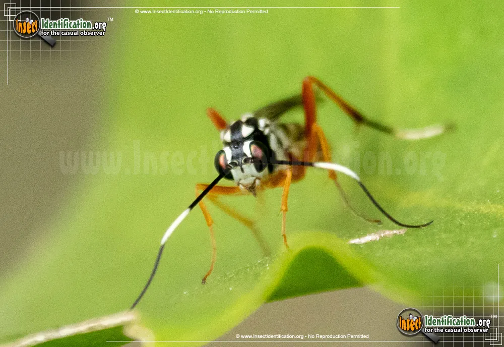 Ichneumon Wasp -D. bethunei - photo 3