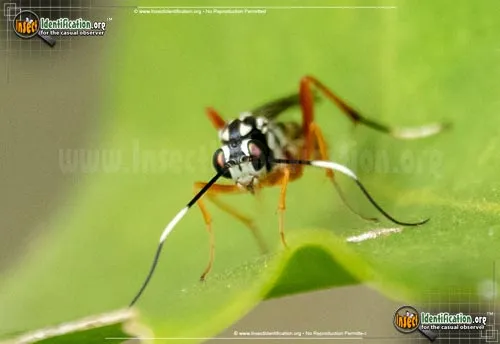 Ichneumon Wasp -D. bethunei - photo 4