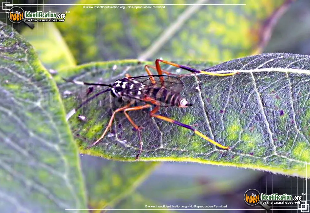Ichneumon Wasp -D. bethunei - photo 5