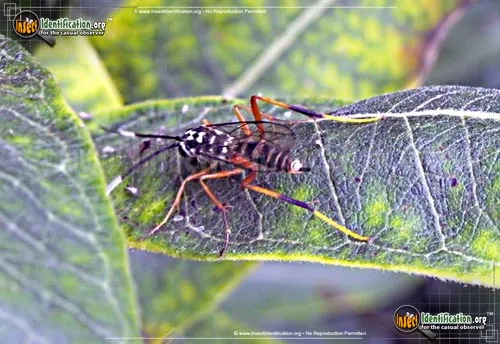 Ichneumon Wasp -D. bethunei - photo 6