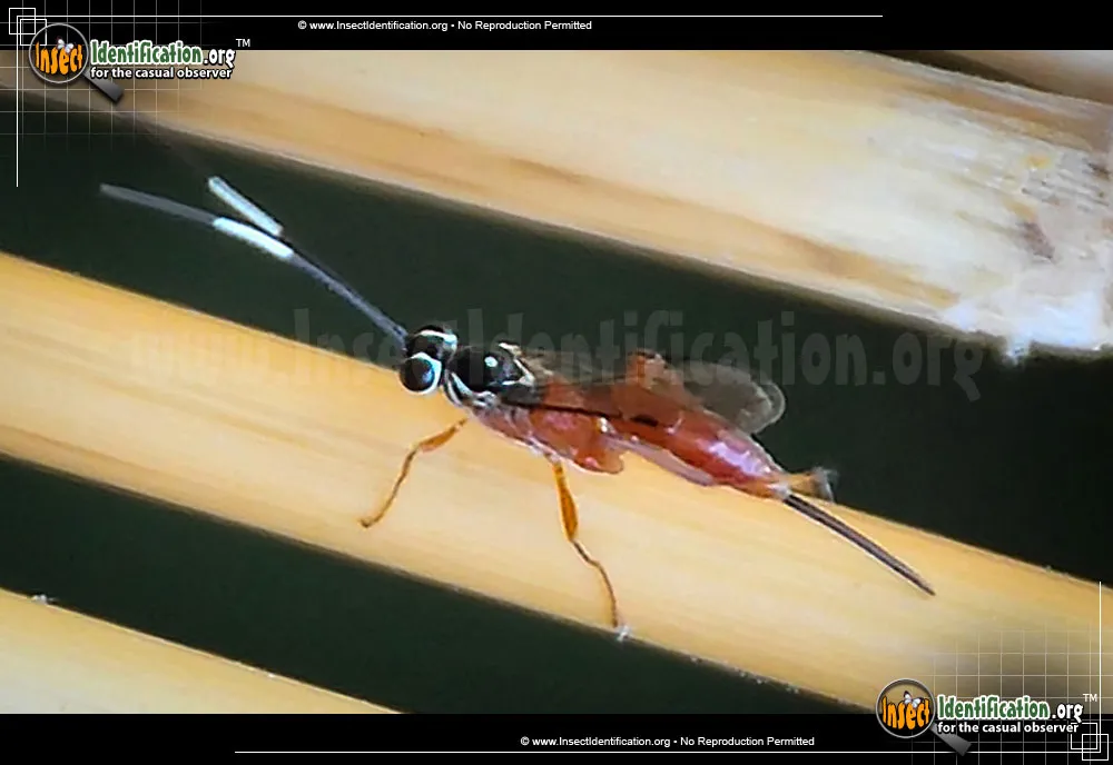 Ichneumon Wasp -Mesostenus sp.