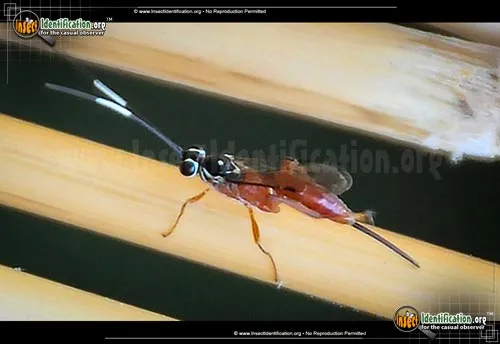 Ichneumon Wasp -Mesostenus sp. - photo 2