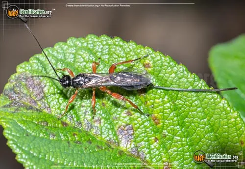 Ichneumon Wasp -Odontocolon sp. - photo 2