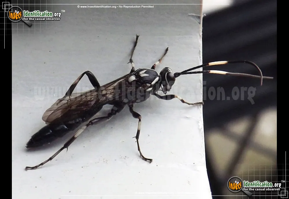 Ichneumon Wasp -Orgichneumon sp. - Orgichneumon calcatorius
