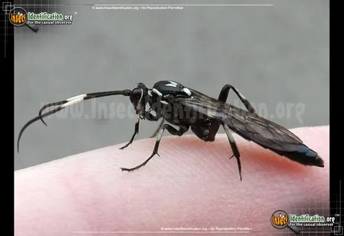 Ichneumon Wasp -Orgichneumon sp. - photo 4
