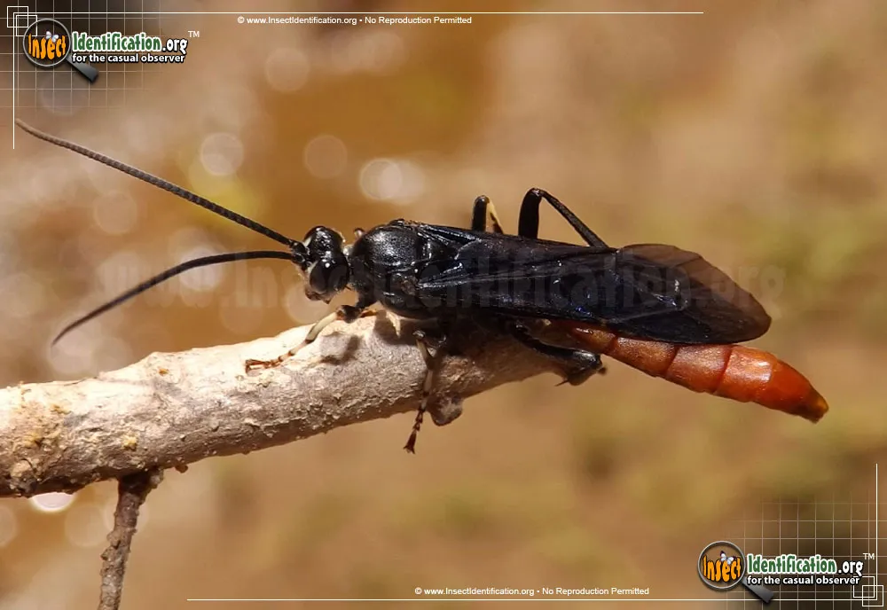 Ichneumon Wasp -Protichneumon sp. - Protichneumon spp.