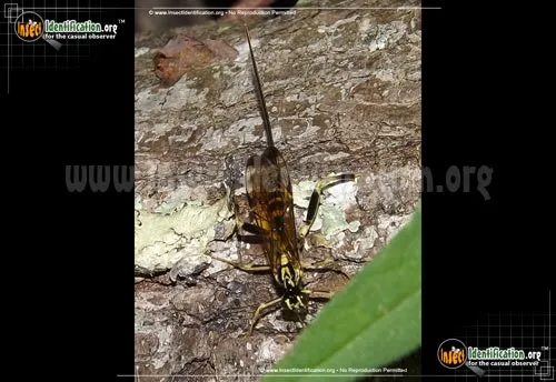 Ichneumon Wasp -Spilopteron sp. - photo 2