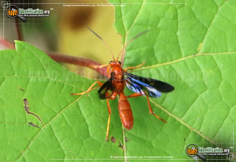 Ichneumon Wasp -Trogus sp.