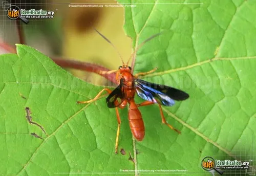 Ichneumon Wasp -Trogus sp. - photo 2