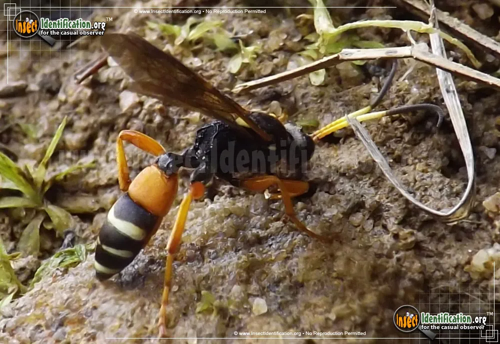 Ichneumon Wasp -I. ambulatorius