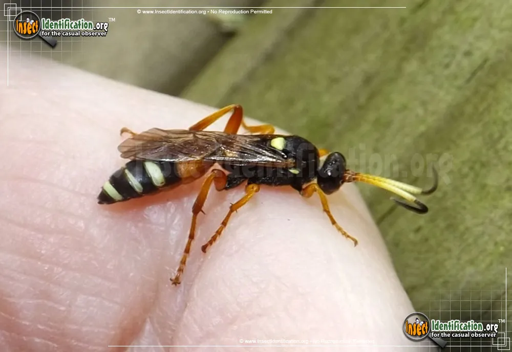 Ichneumon Wasp -I. ambulatorius - photo 3