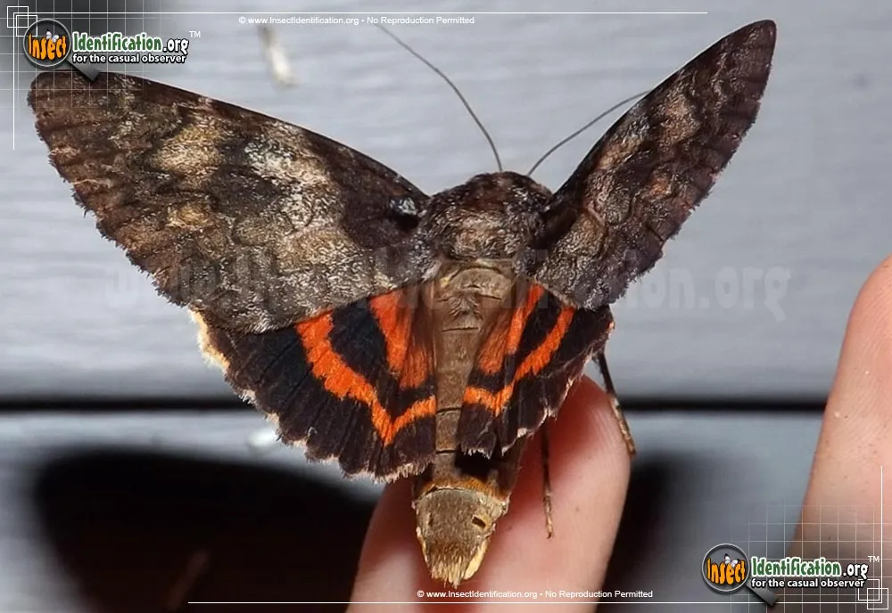 Ilia Underwing - photo 2