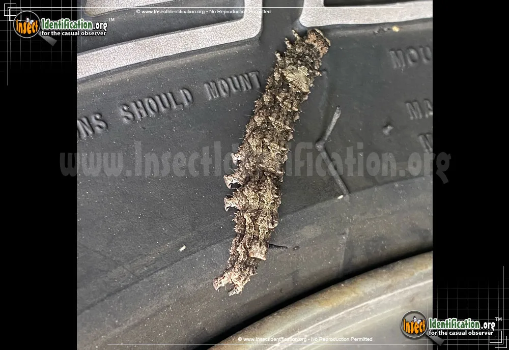 Ilia Underwing - photo 3