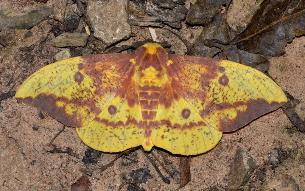 Imperial Moth - photo 2