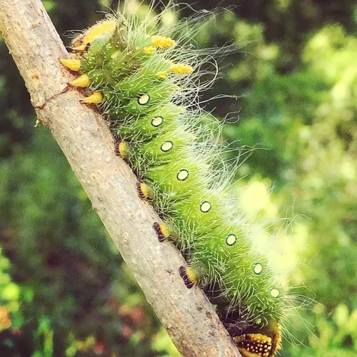 Imperial Moth - photo 3
