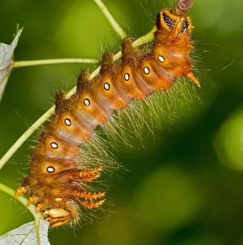 Imperial Moth - photo 5