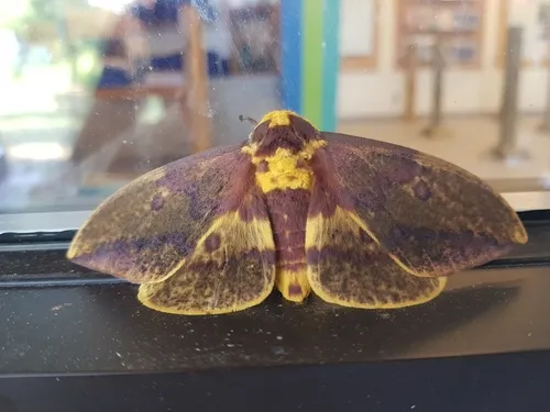 Imperial Moth - photo 6