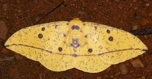 Imperial Moth - photo 7