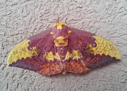 Imperial Moth - photo 8