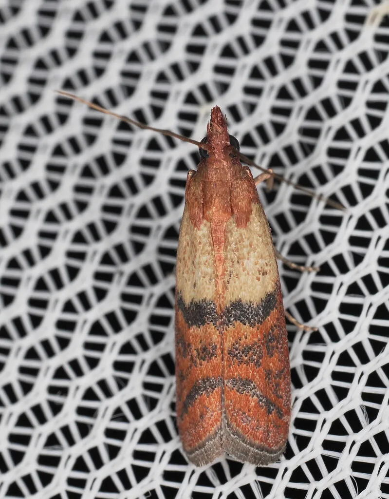 Indianmeal Moth - photo 2