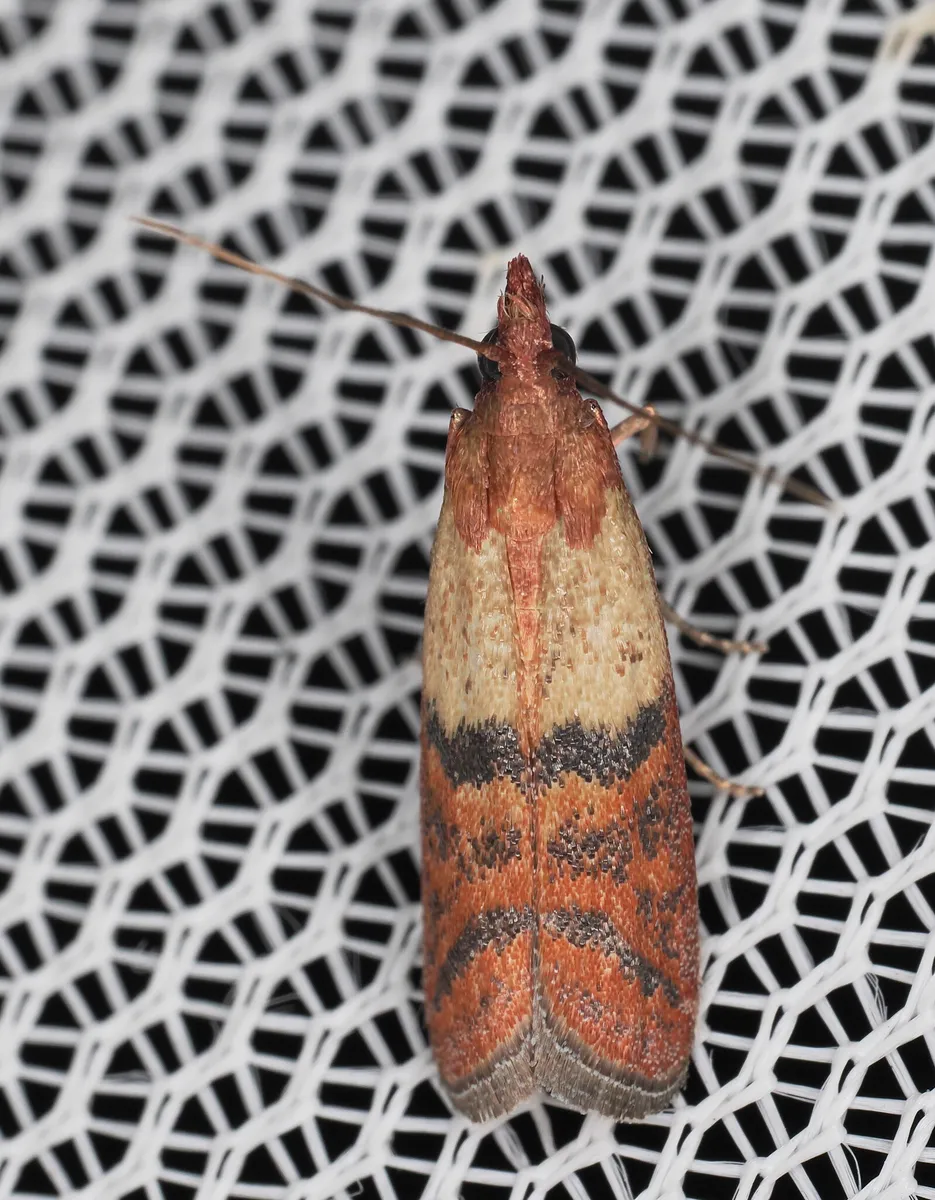 Indianmeal Moth - photo 3