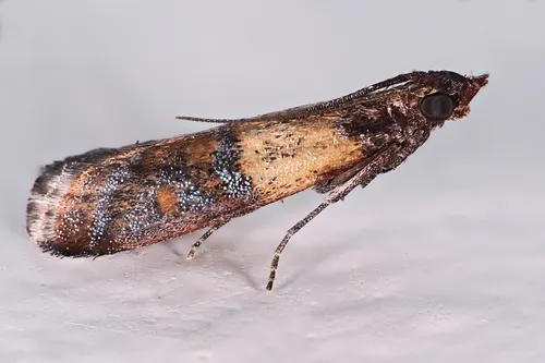 Indianmeal Moth - photo 4