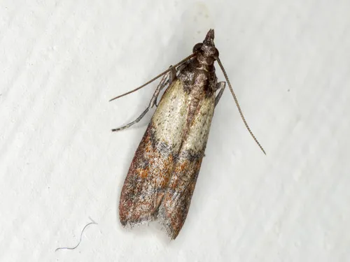 Indianmeal Moth - photo 5