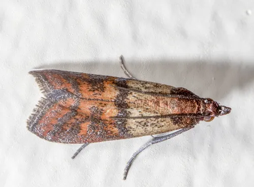Indianmeal Moth - photo 6