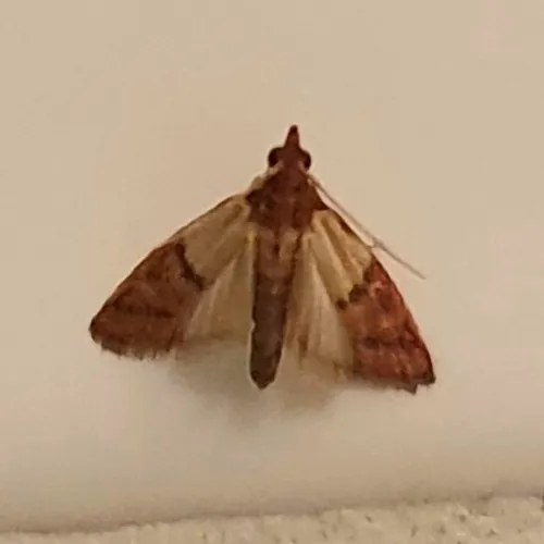 Indianmeal Moth - photo 7
