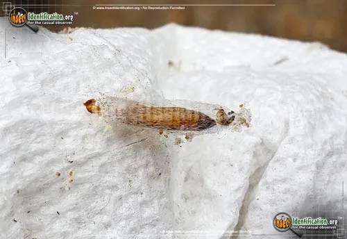 Indianmeal Moth - photo 8