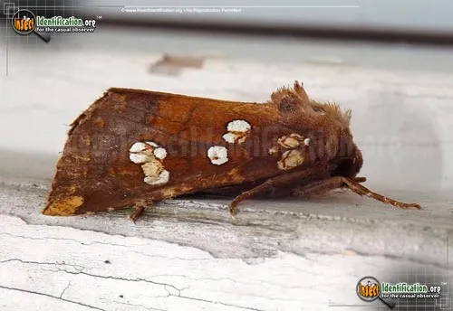 Indigo Stem Borer - photo 2