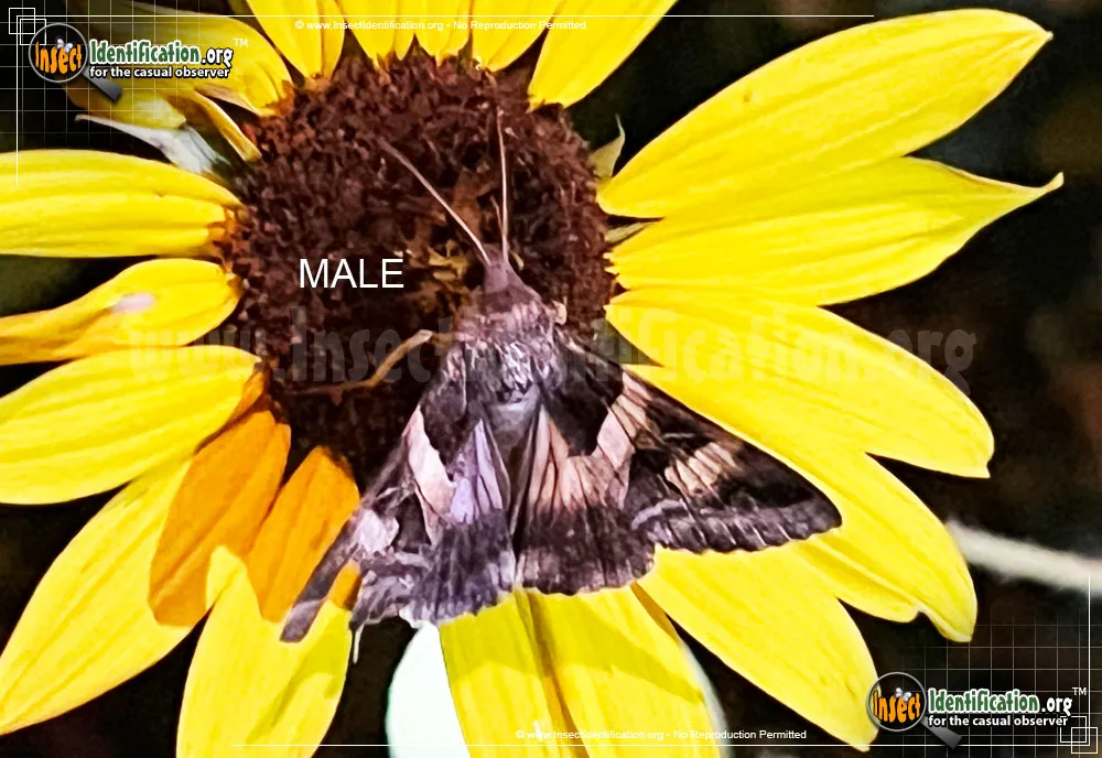 Indomitable Graphic Moth - Melipotis indomita