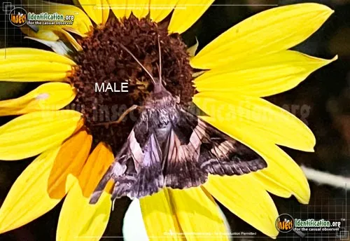 Indomitable Graphic Moth - photo 2