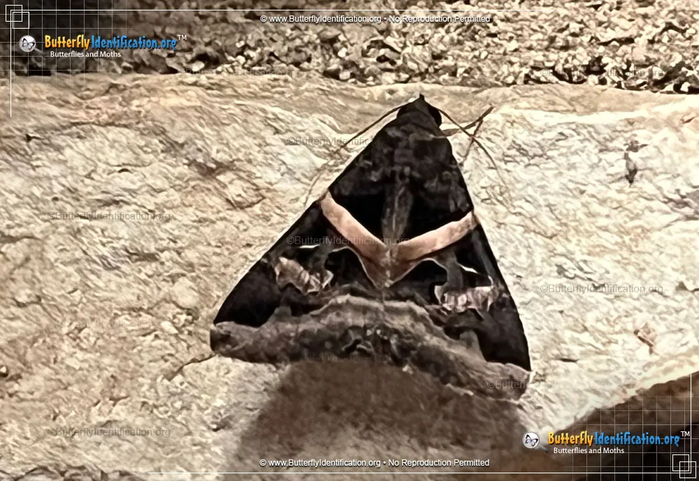 Indomitable Graphic Moth - photo 3