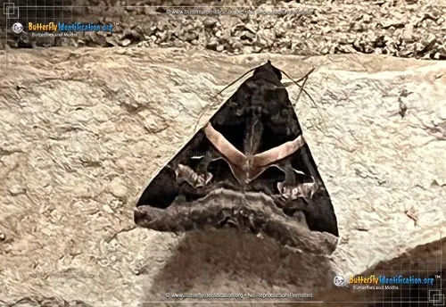 Indomitable Graphic Moth - photo 4