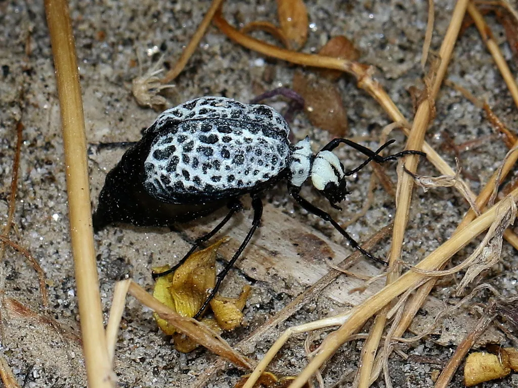Inflated Beetle - photo 2