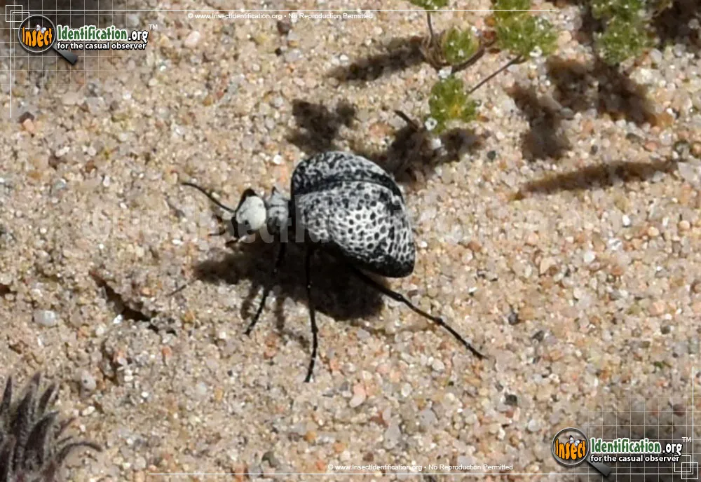 Inflated Beetle - photo 4