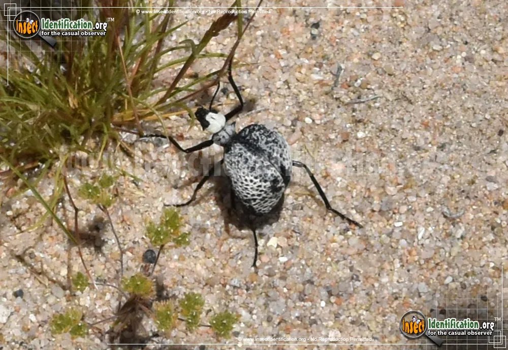 Inflated Beetle - photo 5
